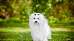 Malteză bolonka (foto): alb de zăpadă în lumea câinelui